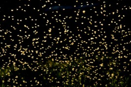 ### 磁粉检测：揭秘隐形裂痕的守护者及其未来展望